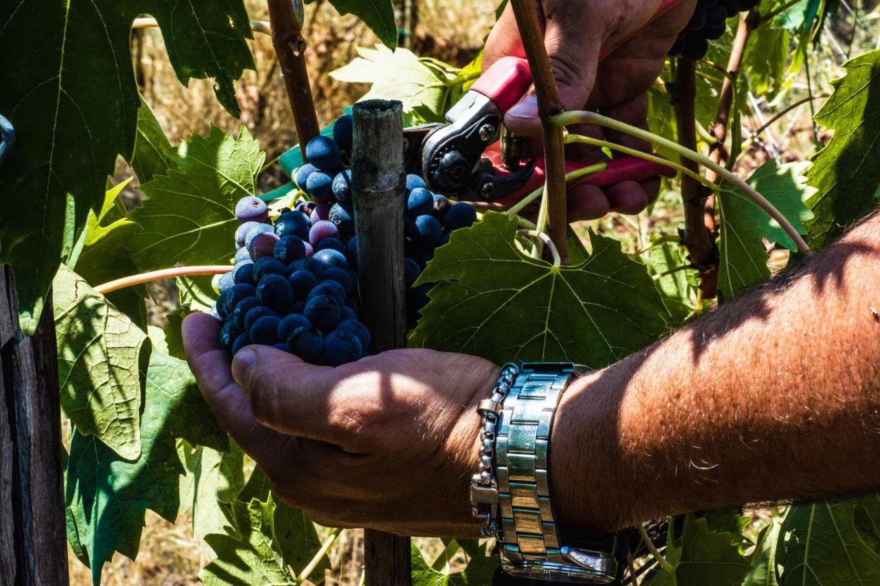 Agriturismo La Camporena Greve in Chianti Eksteriør bilde
